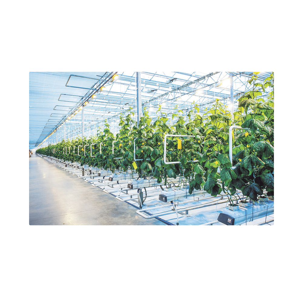 Sensor de Monitoreo IoT de Humedad, Temperatura y Conductividad del Suelo - Image 2